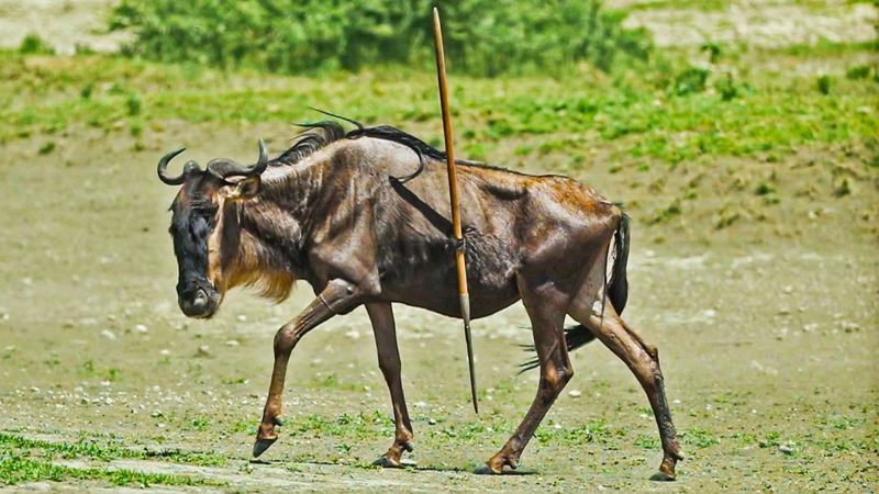 Wildebeest Sᴜгvives aпd Lives with a Speaг iп its Body